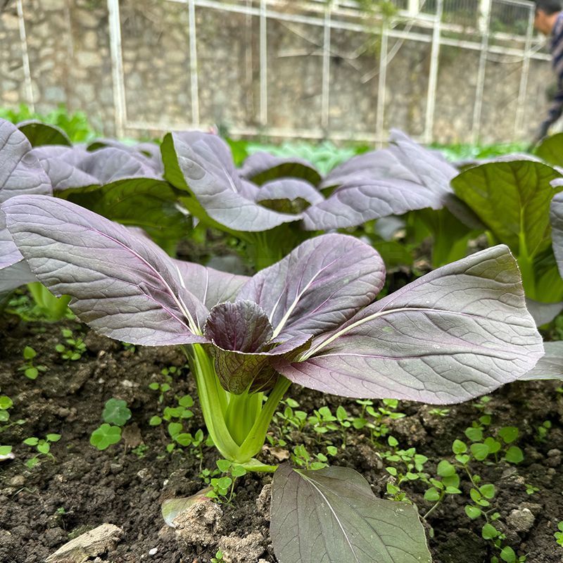 香甜紫白菜种子紫色油菜种子四季小油菜种子