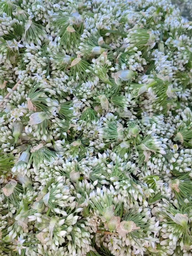山东聊城韭菜花下来了，需要的老板联系