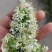 山东聊城韭菜花下来了，需要的老板联系