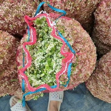 山东聊城韭菜花下来了，需要的老板联系