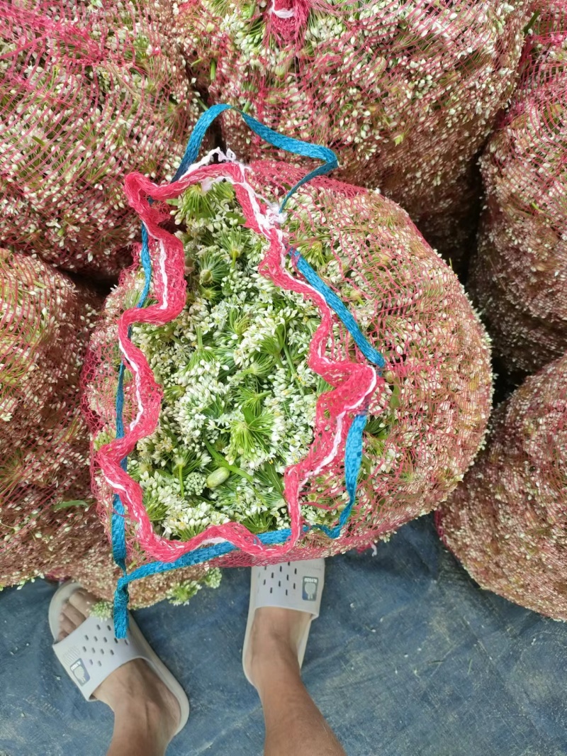 山东聊城韭菜花下来了，需要的老板联系