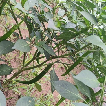 二荆条，大量