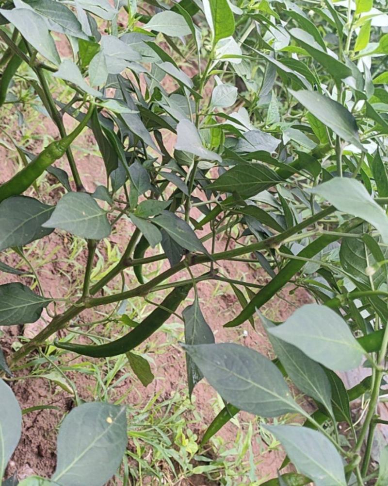 二荆条，大量