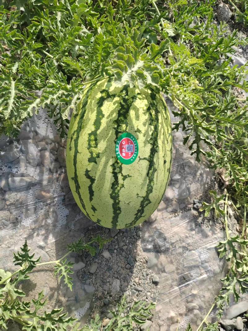 宁夏中卫硒砂瓜/石头瓜/金城五号西瓜大量供应欢迎来电