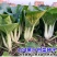 104黑叶白菜种子耐热耐雨水黑叶白菜四季小白菜种子