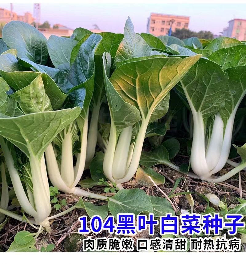 104黑叶白菜种子耐热耐雨水黑叶白菜四季小白菜种子