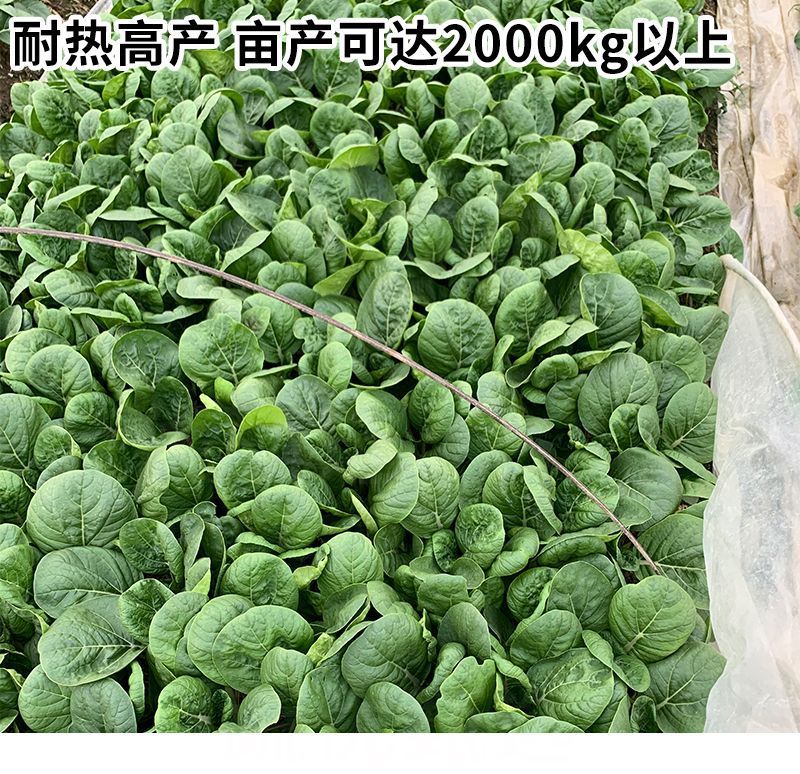 104黑叶白菜种子耐热耐雨水黑叶白菜四季小白菜种子