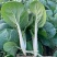 104黑叶白菜种子耐热耐雨水黑叶白菜四季小白菜种子