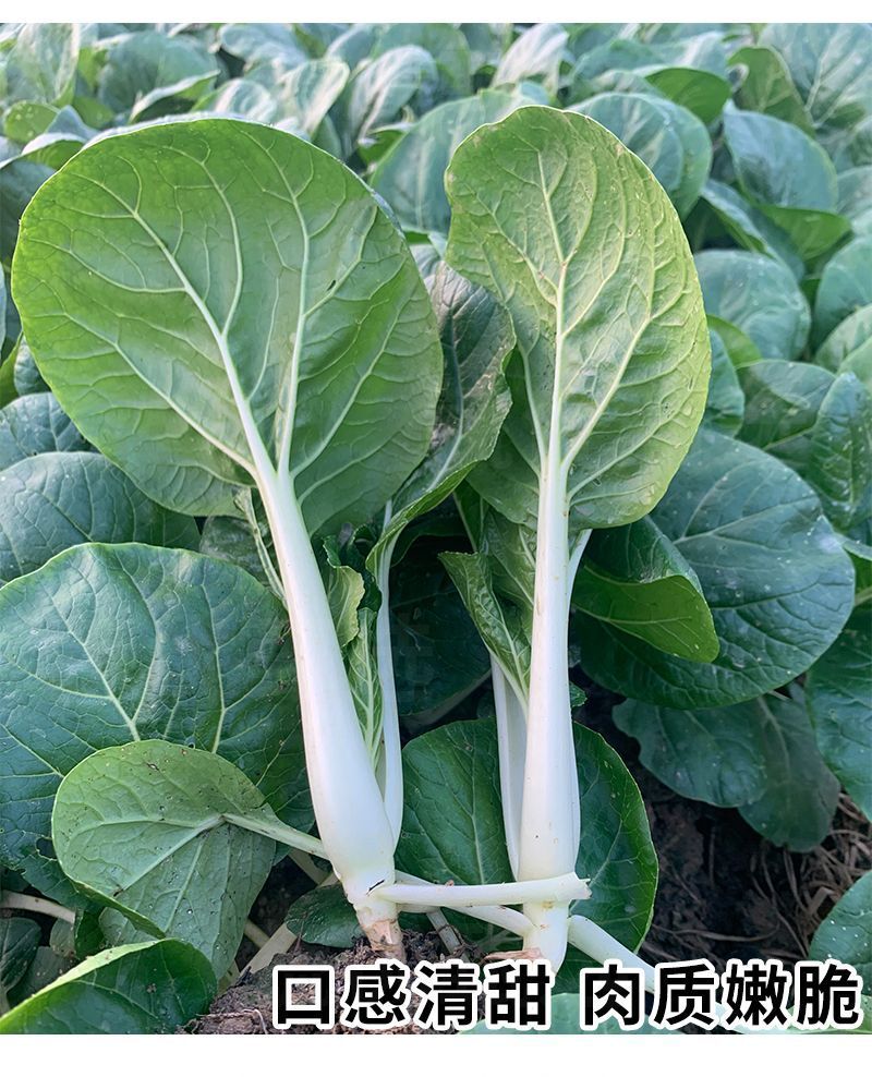 104黑叶白菜种子耐热耐雨水黑叶白菜四季小白菜种子