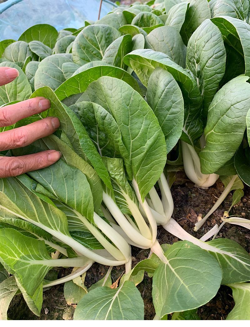 104黑叶白菜种子耐热耐雨水黑叶白菜四季小白菜种子