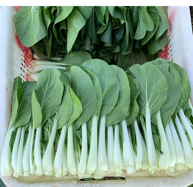 104黑叶白菜种子耐热耐雨水黑叶白菜四季小白菜种子