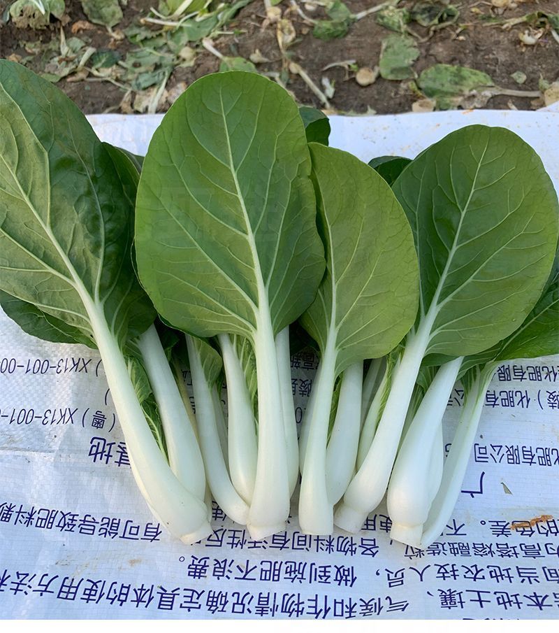 104黑叶白菜种子耐热耐雨水黑叶白菜四季小白菜种子