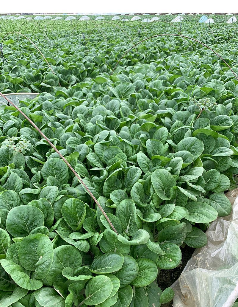 104黑叶白菜种子耐热耐雨水黑叶白菜四季小白菜种子