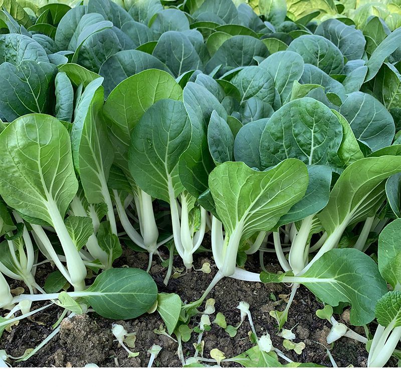 104黑叶白菜种子耐热耐雨水黑叶白菜四季小白菜种子