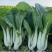 104黑叶白菜种子耐热耐雨水黑叶白菜四季小白菜种子