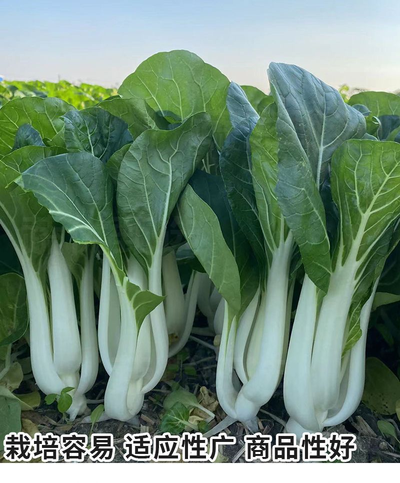 104黑叶白菜种子耐热耐雨水黑叶白菜四季小白菜种子