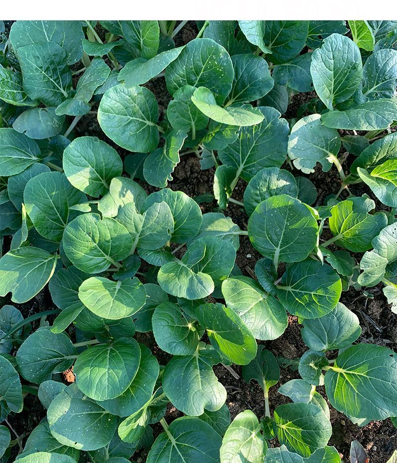 104黑叶白菜种子耐热耐雨水黑叶白菜四季小白菜种子