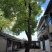香樟树
