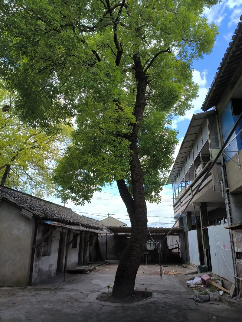 香樟树