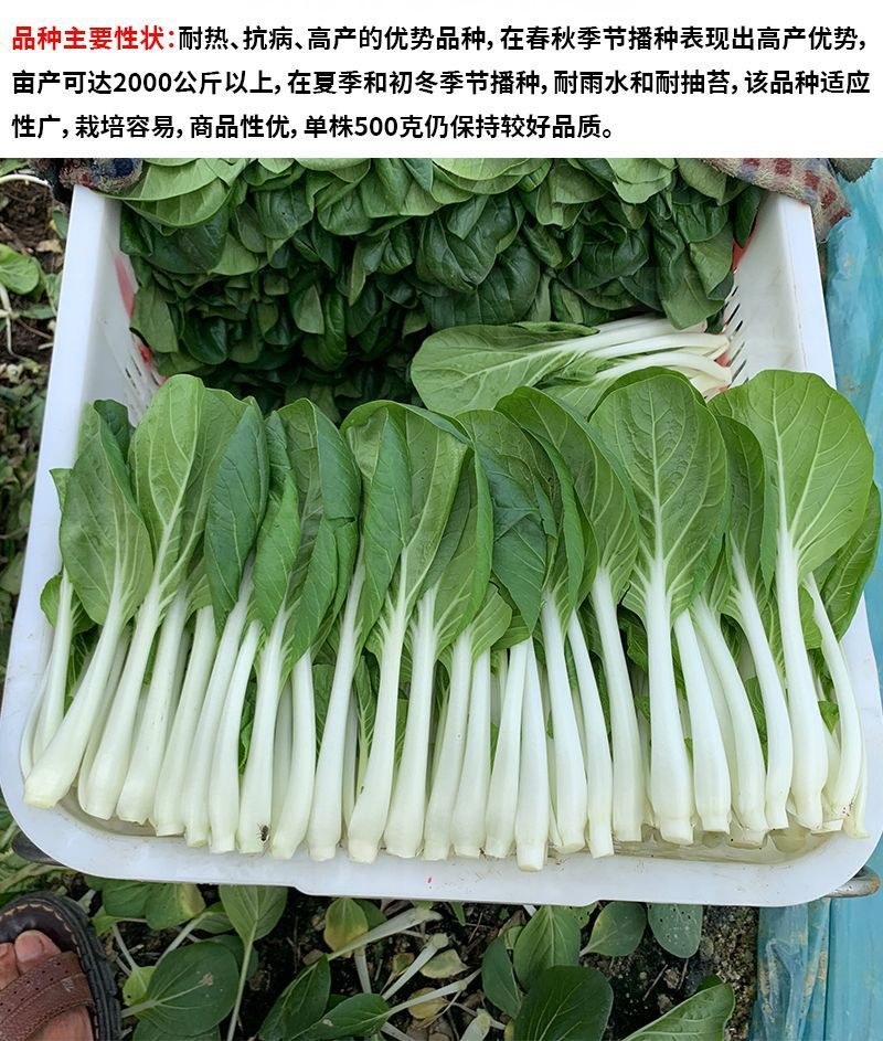 黑叶白菜种子耐热耐湿耐抽苔高产四季小白菜种子
