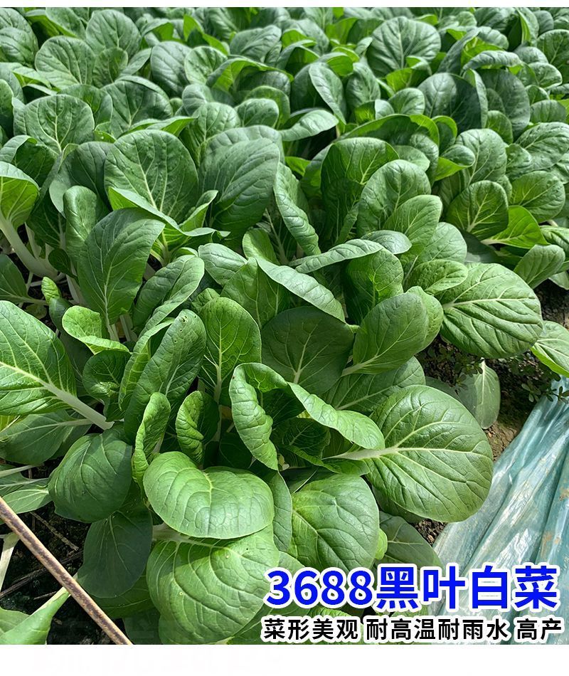 黑叶白菜种子耐热耐湿耐抽苔高产四季小白菜种子