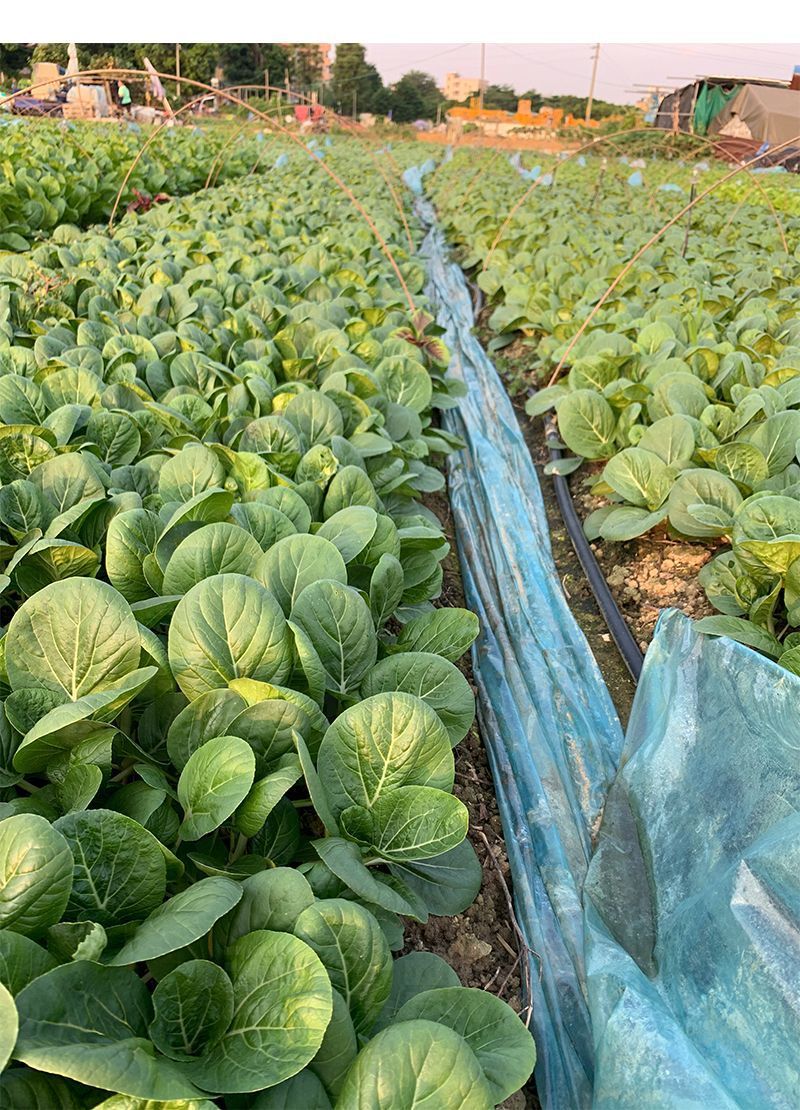 黑叶白菜种子耐热耐湿耐抽苔高产四季小白菜种子