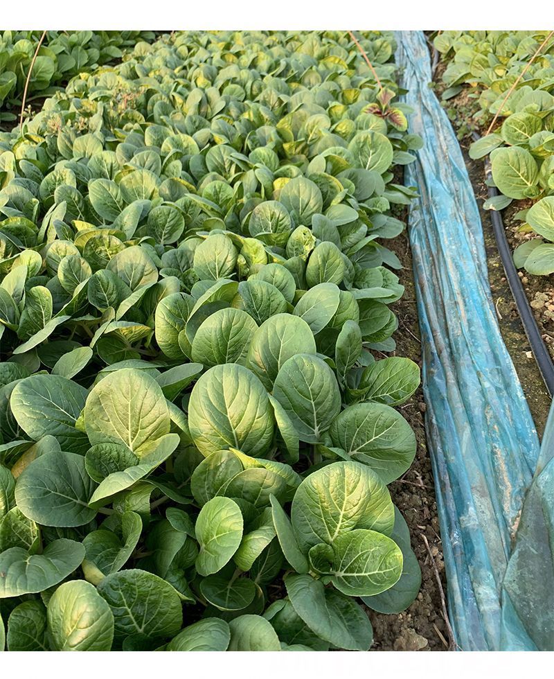 黑叶白菜种子耐热耐湿耐抽苔高产四季小白菜种子