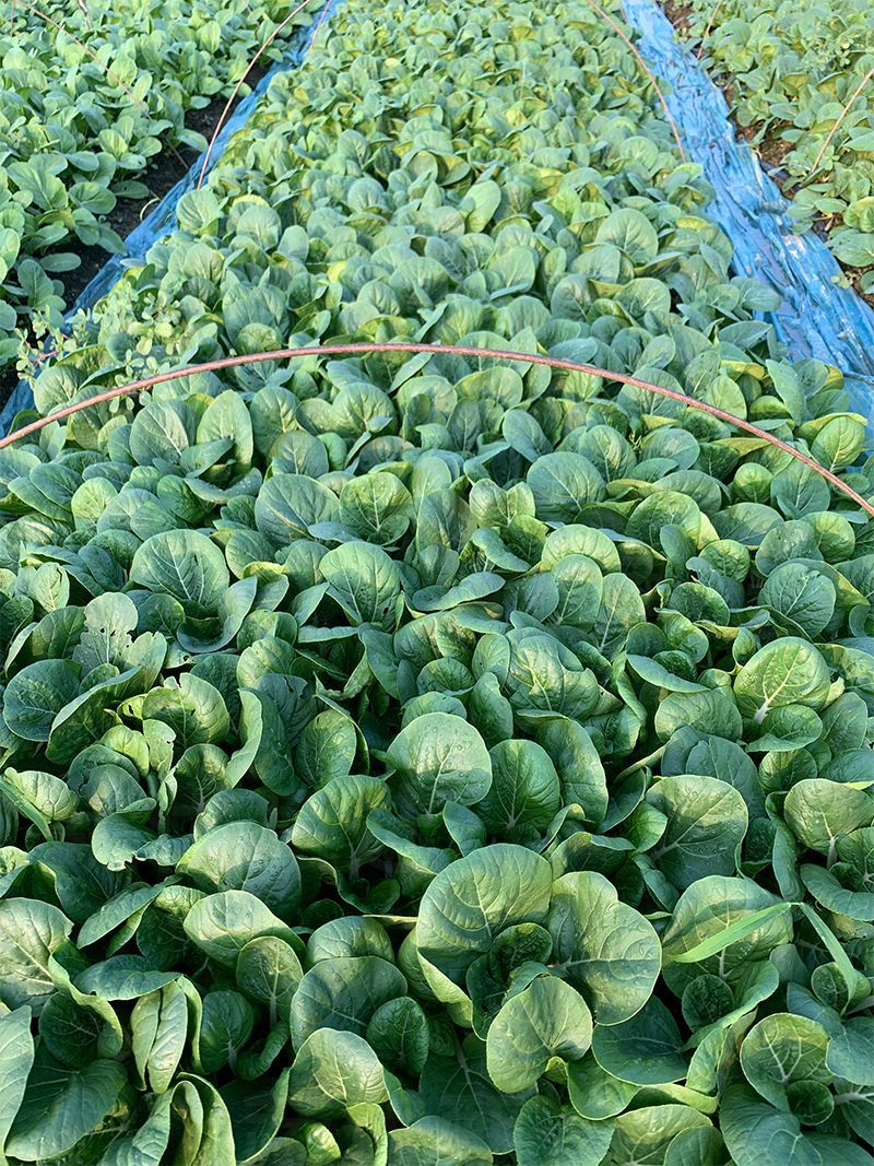 黑叶白菜种子耐热耐湿耐抽苔高产四季小白菜种子