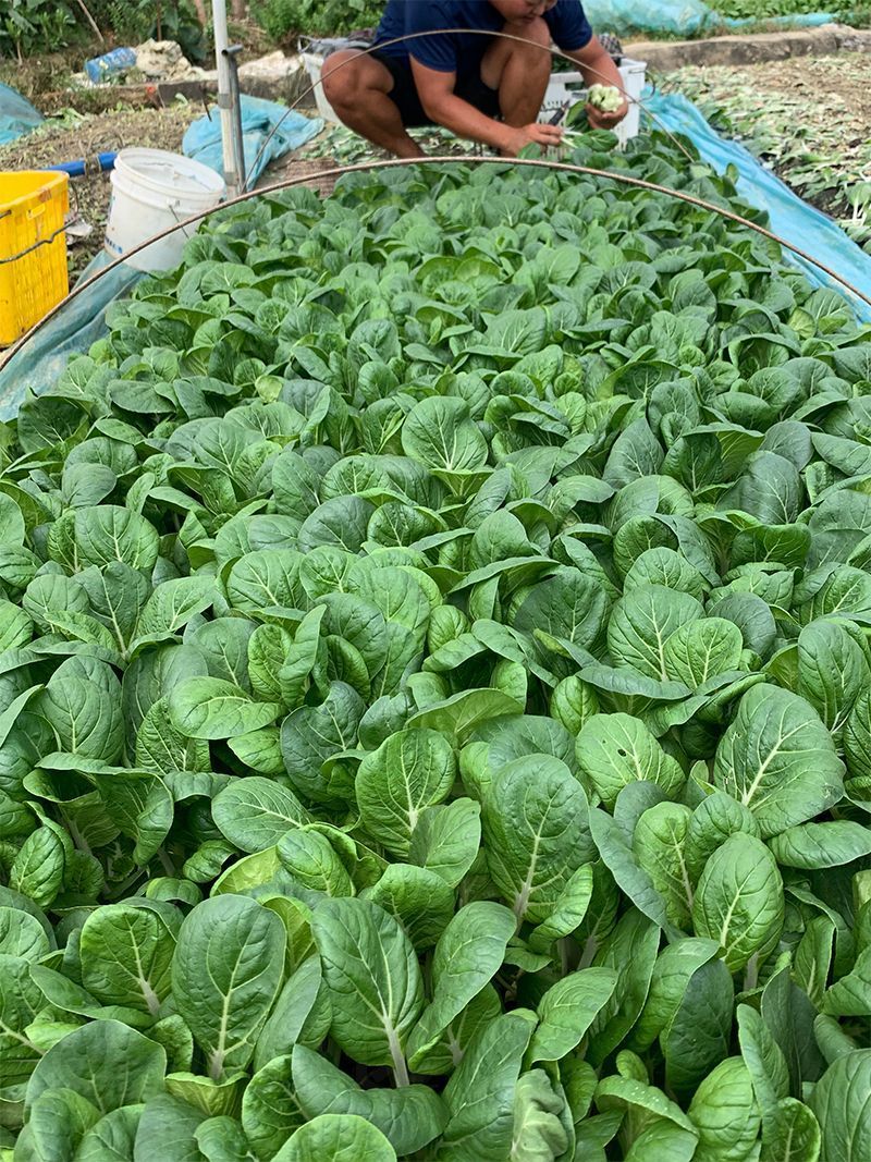 黑叶白菜种子耐热耐湿耐抽苔高产四季小白菜种子