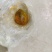 天然牛黄