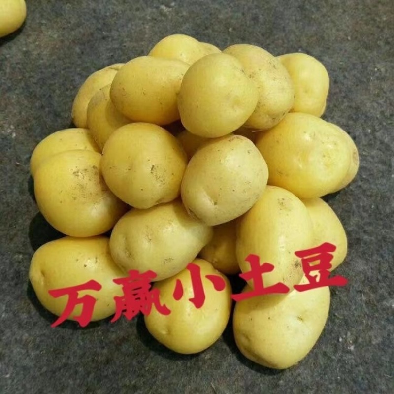 迷你小土豆迷你土豆锅巴土豆炕土豆迷你小洋芋专业供应商