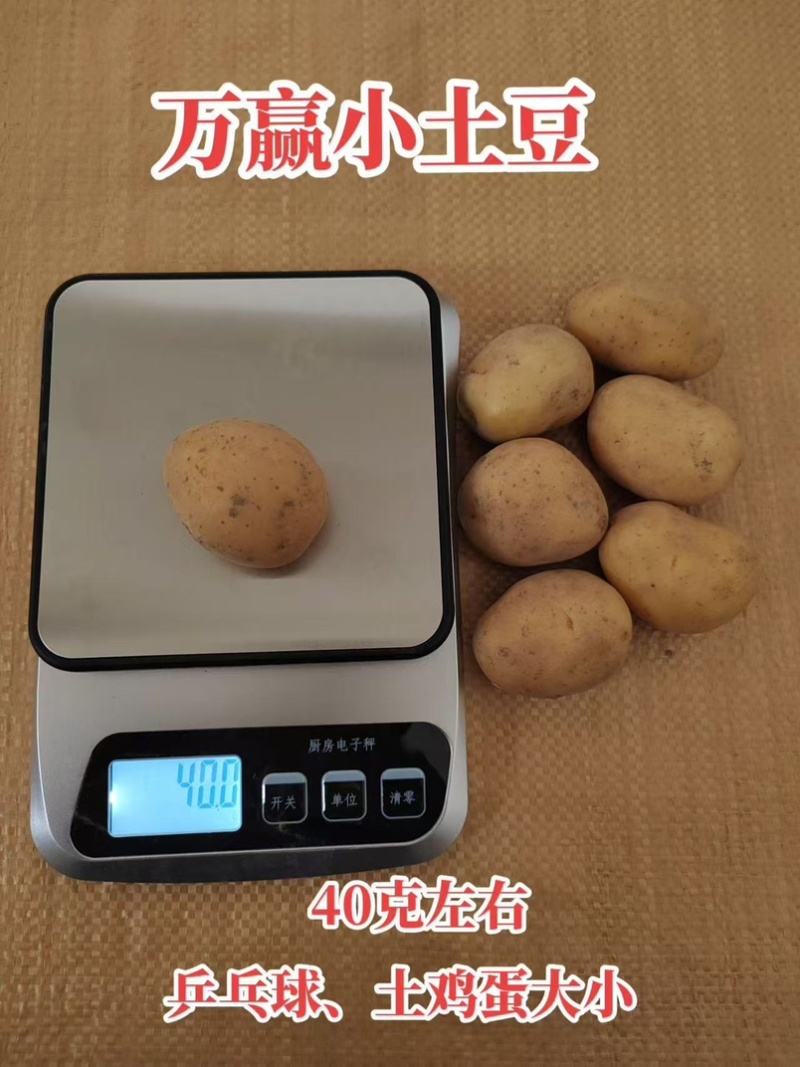 迷你小土豆迷你土豆锅巴土豆炕土豆迷你小洋芋专业供应商