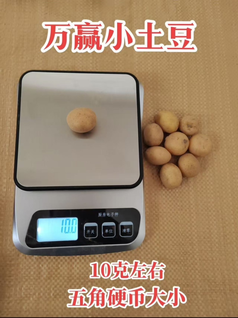 迷你小土豆迷你土豆锅巴土豆炕土豆迷你小洋芋专业供应商