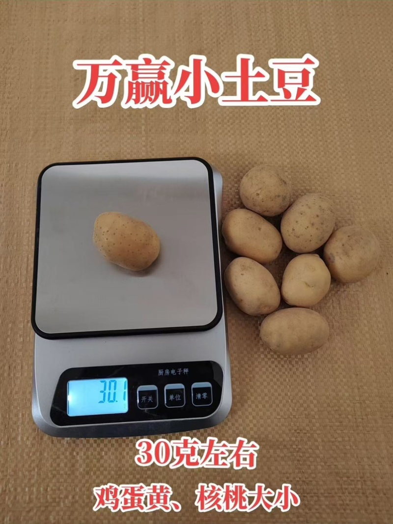 迷你小土豆迷你土豆锅巴土豆炕土豆迷你小洋芋专业供应商