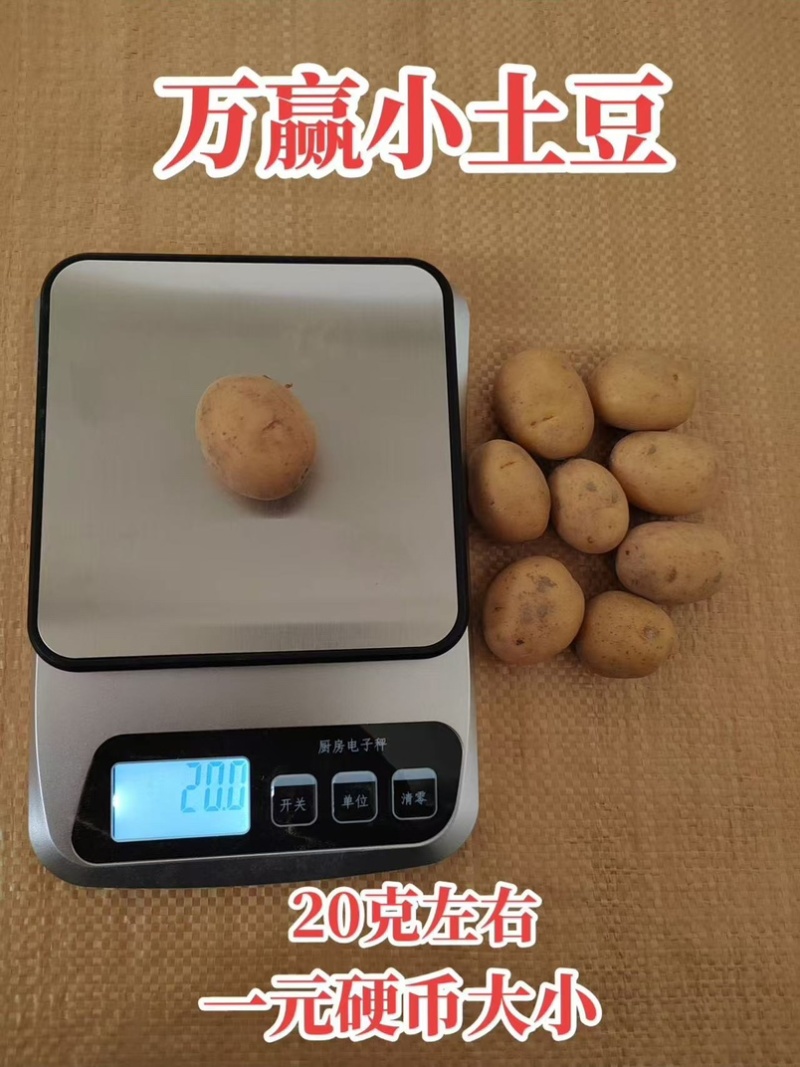迷你小土豆迷你土豆锅巴土豆炕土豆迷你小洋芋专业供应商