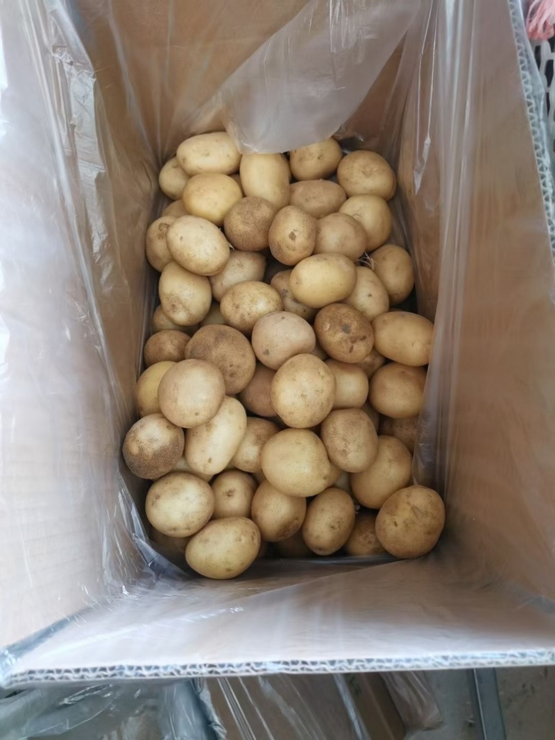 迷你小土豆迷你土豆锅巴土豆炕土豆迷你小洋芋专业供应商
