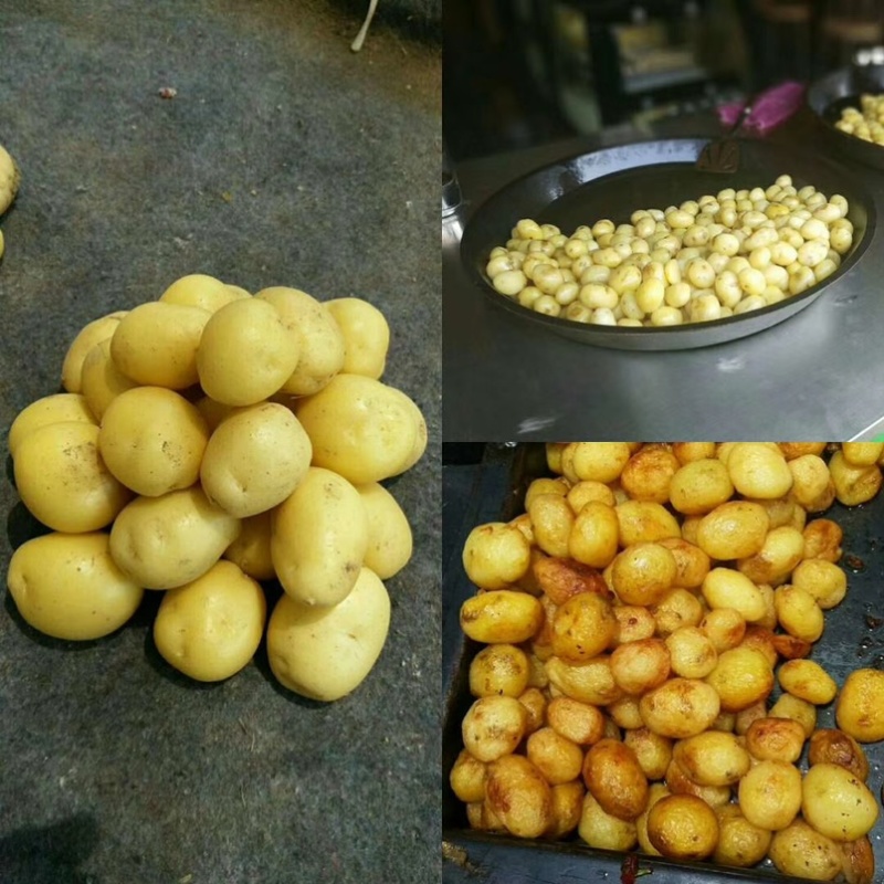 迷你小土豆迷你土豆锅巴土豆炕土豆迷你小洋芋专业供应商
