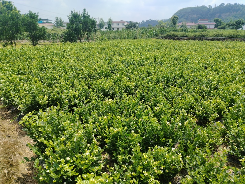 茉莉花苗