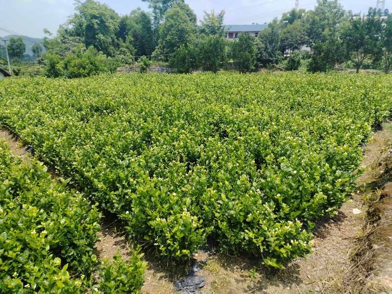 茉莉花苗