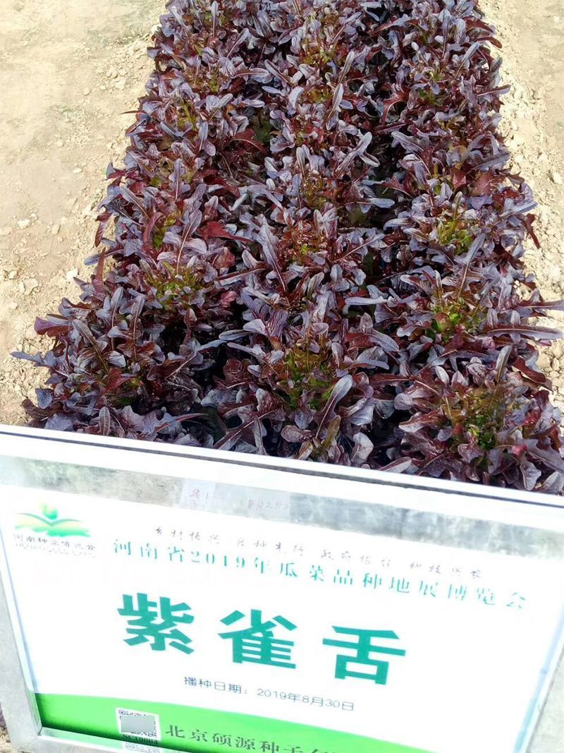 紫雀舌生菜种子紫叶生菜种子四季沙拉生菜种子基地用