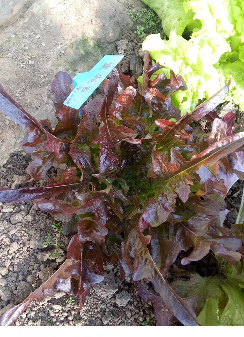 紫雀舌生菜种子紫叶生菜种子四季沙拉生菜种子基地用