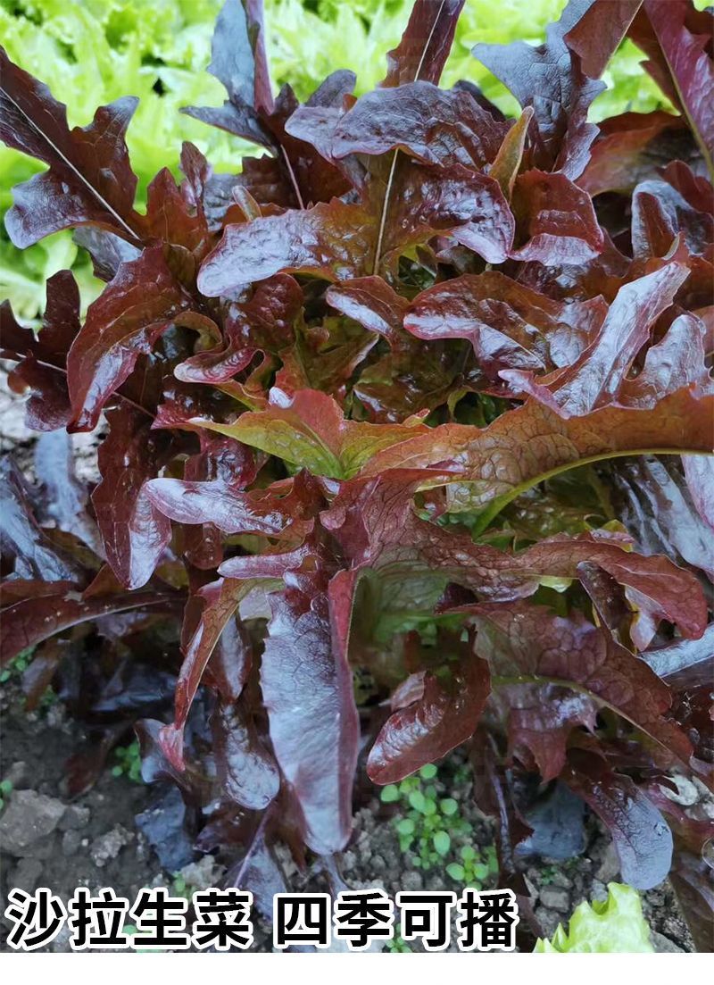 紫雀舌生菜种子紫叶生菜种子四季沙拉生菜种子基地用