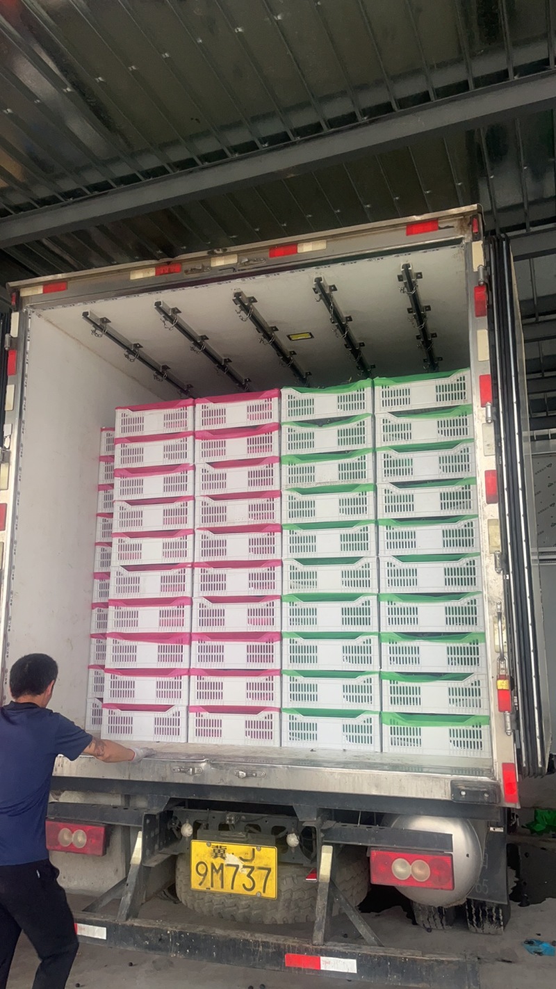 超甜巨峰大量上市