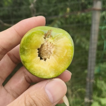 青脆李电商货市场货全网***