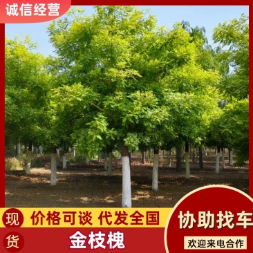 金枝槐高接金枝槐矮接金枝槐金叶槐高杆矮杆绿化苗木