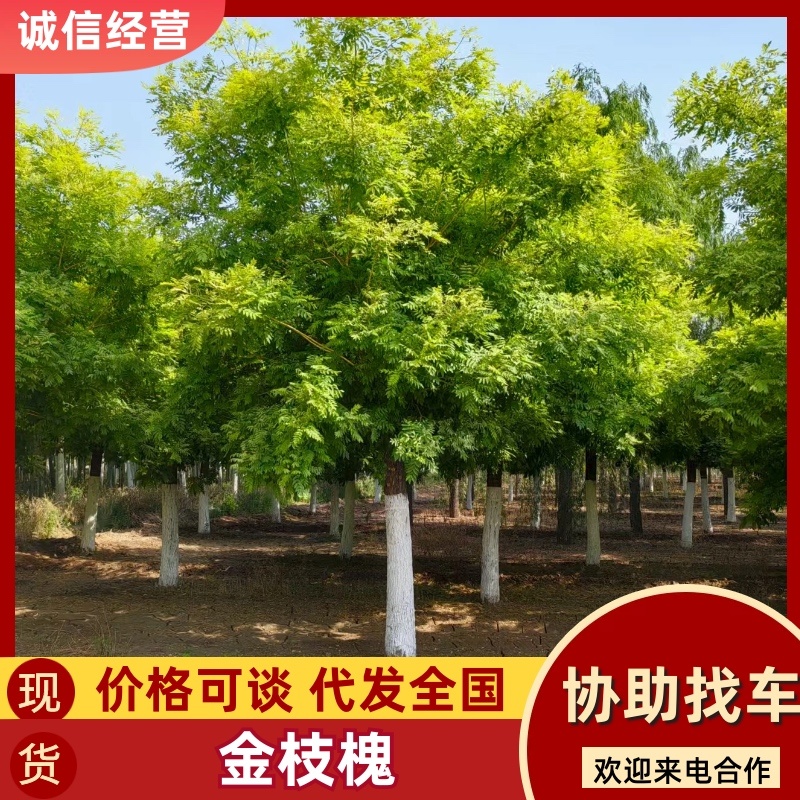 金枝槐高接金枝槐矮接金枝槐金叶槐高杆矮杆绿化苗木