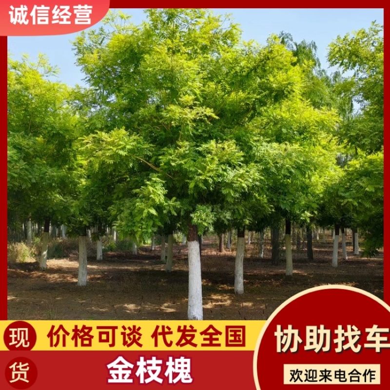 金枝槐高接金枝槐矮接金枝槐金叶槐高杆矮杆绿化苗木