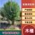 出售丛生木槿绿化树3到15公分基地批发小区公园景区种植