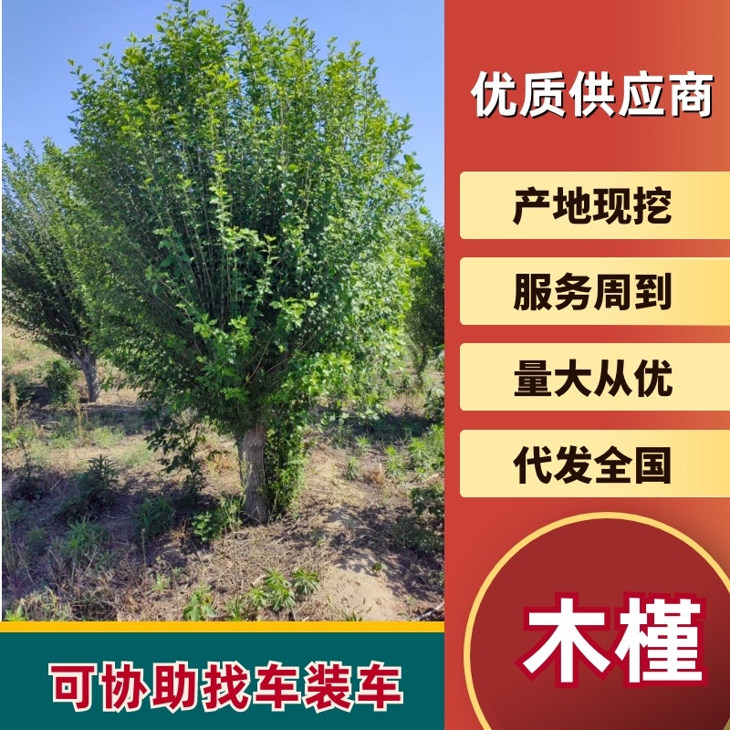 出售丛生木槿绿化树3到15公分基地批发小区公园景区种植