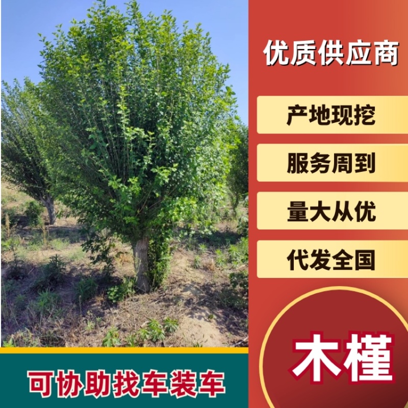 出售丛生木槿绿化树3到15公分基地批发小区公园景区种植